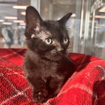 Banshee -  Domestic Short Hair Cat for Adoption in Phoenix, Arizona - Banshee | PetCurious