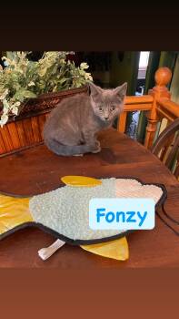 Fonzy -  Domestic Short Hair Cat for Adoption in Crown Point, Indiana - Fonzy | PetCurious