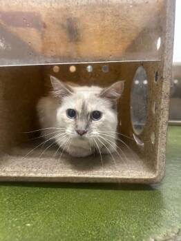 Snow -  Domestic Short Hair Cat for Adoption in Fruit Heights, Utah - Snow | PetCurious