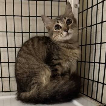 Minerva -  Tabby and Domestic Medium Hair Cat for Adoption in Humble, Texas - Minerva | PetCurious