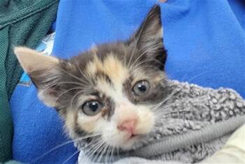 Rescue Domestic Short Hair Cats for Adoption in Dallas, Texas - CHARLIE | PetCurious