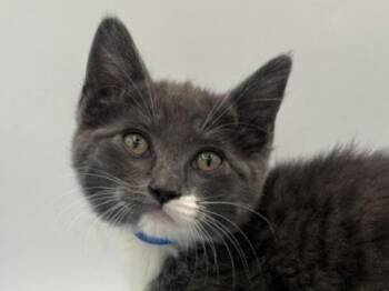 Scooby -  Domestic Short Hair Cat for Adoption in Portland, Oregon - Scooby | PetCurious