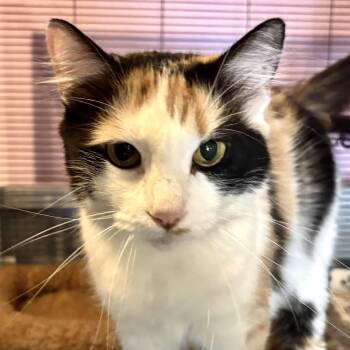 Miss Kitty -  Domestic Long Hair Cat for Adoption in Liverpool, Texas - Miss Kitty | PetCurious