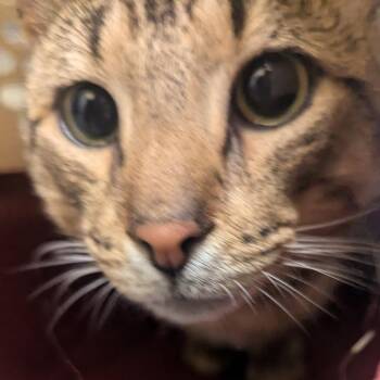 Neo -  Domestic Short Hair Cat for Adoption in Charlottesville, Virginia - Neo | PetCurious