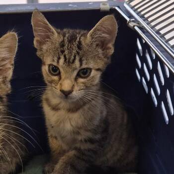 Edward Cullen -  Domestic Short Hair Cat for Adoption in Montgomery, Alabama - Edward Cullen | PetCurious