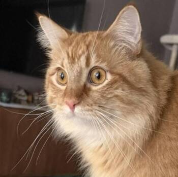 Domestic Long Hair and Maine Coon Cats Available for Adoption in Minneapolis, Minnesota - Hoggle | PetCurious