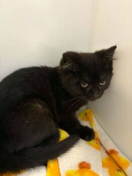 Domestic Short Hair Cats Available for Adoption in Delson, Quebec - Maria | PetCurious