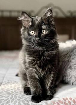 Domestic Short Hair Cats Available for Adoption in Garner, North Carolina - Toothless | PetCurious