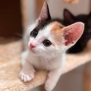 Roan -  Domestic Short Hair Cat for Adoption in Long Beach, California - Roan | PetCurious
