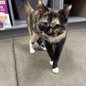 Domestic Short Hair Cats Available for Adoption in Hemet, California - Kenna | PetCurious