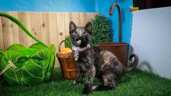 Tortoiseshell and Domestic Short Hair Cats Available for Adoption in Lucas, Texas - Flower | PetCurious