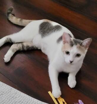 Domestic Medium Hair Cats Available for Adoption in San Juan Capistrano, California - Hue | PetCurious