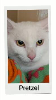 Pretzel -  Domestic Short Hair Cat for Adoption in Caistor Centre, Ontario - Pretzel | PetCurious