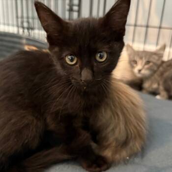 Coal Hoffman -  Domestic Short Hair Cat for Adoption in Eagle Mountain, Utah - Coal Hoffman | PetCurious