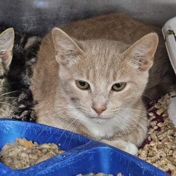 Dean -  Domestic Short Hair Cat for Adoption in Ridgely, Maryland - Dean | PetCurious