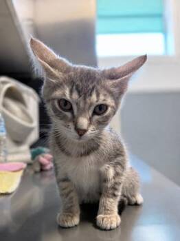 Bon -  Domestic Short Hair Cat for Adoption in Orland Hills, Illinois - Bon | PetCurious