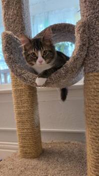 Daphne -  Domestic Medium Hair Cat for Adoption in Minneapolis, Minnesota - Daphne | PetCurious