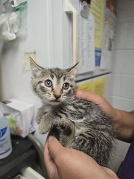 GELATO -  Domestic Short Hair Cat for Adoption in Easton, Maryland - GELATO | PetCurious