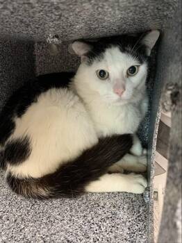 SQUIGGLES -  Domestic Short Hair Cat for Adoption in Fairbanks, Alaska - SQUIGGLES | PetCurious
