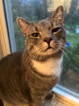 Domestic Short Hair Cats Available for Adoption - Big Boy | PetCurious