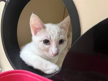 Rescue Domestic Short Hair Cats for Adoption in Blythe, California - A1884950 | PetCurious