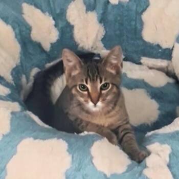 Drizzle -  Domestic Short Hair Cat for Adoption in Brownsboro, Alabama - Drizzle | PetCurious