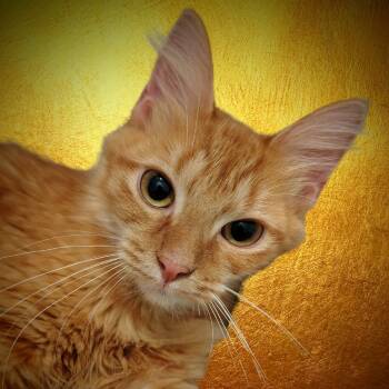 Rescue Extra Toes Cat Hemingway Polydactyl and Maine Coon Cats for Adoption in New Braunfels, Texas - Cranberry | PetCurious