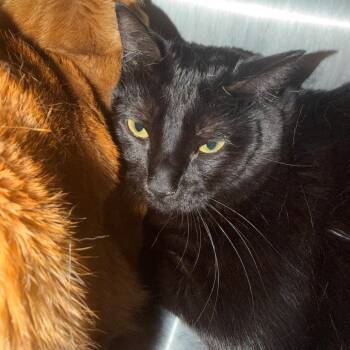 Domestic Medium Hair Cats Available for Adoption - Wednesday | PetCurious