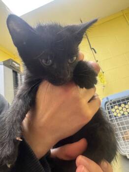 Malibu -  Domestic Short Hair Cat for Adoption in Crossville, Tennessee - Malibu | PetCurious