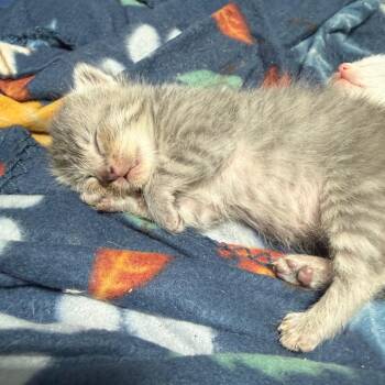 Domestic Short Hair Cats Available for Adoption in Silver Spring, Maryland - Ace Of Spades | PetCurious