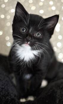 Panga wood -  Domestic Short Hair Cat Available for Adoption in Mount Laurel Township, New Jersey - Panga Wood | PetCurious