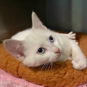 Sugar Britches -  Domestic Short Hair Cat for Adoption in Dayton, Ohio - Sugar Britches | PetCurious