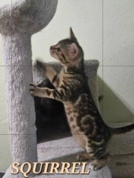 Squirrel 6830 -  Domestic Short Hair Cat for Adoption in Dallas, Texas - Squirrel 6830 | PetCurious