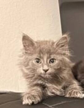 Gazela -  Domestic Medium Hair and Domestic Short Hair Cat for Adoption in Fairfax, Virginia - Gazela | PetCurious