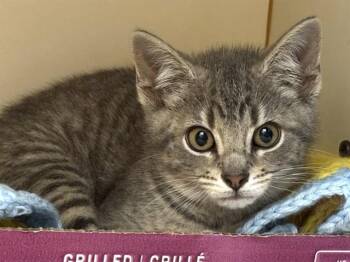 BOLT -  Domestic Short Hair Cat for Adoption in Dedham, Massachusetts - BOLT | PetCurious