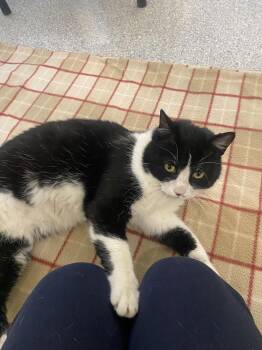 Domestic Short Hair Cats Available for Adoption - Frank | PetCurious