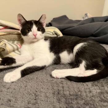 Ragatha -  Domestic Short Hair Cat for Adoption in Springfield, Ohio - Ragatha | PetCurious