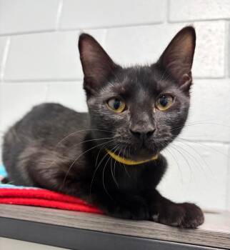 Domestic Short Hair Cats Available for Adoption - Blinkin | PetCurious