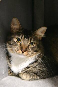 Tabitha -  Domestic Short Hair Cat for Adoption in Fairhope, Alabama - Tabitha | PetCurious