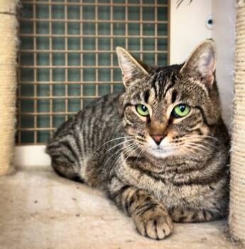 Rescue Tabby Cats for Adoption in Dayton, Tennessee - Mocha | PetCurious