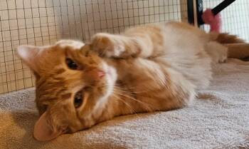 Domestic Short Hair Cats Available for Adoption in Milwaukee, Wisconsin - Anya26 | PetCurious