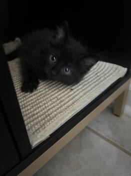 Nori 