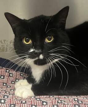 Rescue Domestic Short Hair Cats for Adoption in Johnston, Rhode Island - Otto | PetCurious