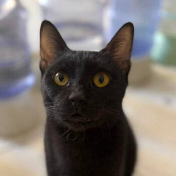 Rescue Domestic Short Hair Cats for Adoption in Merrifield, Virginia - Nori Kuwait | PetCurious