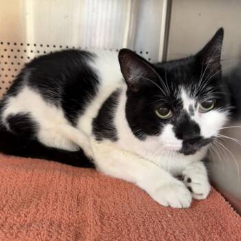 Maverick -  Domestic Short Hair Cat Available for Adoption in Sarasota, Florida - Maverick | PetCurious