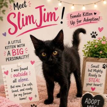 Slim Jim UP FOR ADOPTION -  Domestic Medium Hair Cat for Adoption in Murrells Inlet, South Carolina - Slim Jim UP FOR ADOPTION | PetCurious