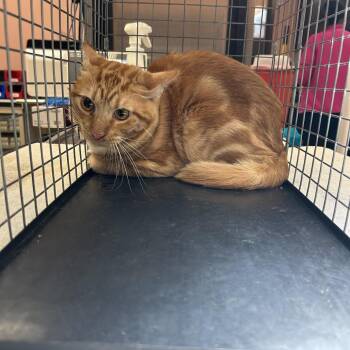 C9 -  American Shorthair Cat for Adoption in Portland, Texas - C9 | PetCurious