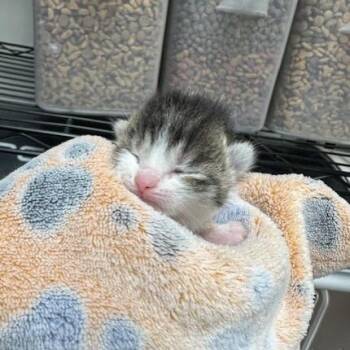 Katya -  Domestic Short Hair Cat for Adoption in Indianapolis, Indiana - Katya | PetCurious