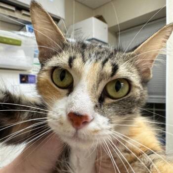 Laufey -  Domestic Long Hair Cat for Adoption in Pekin, Illinois - Laufey | PetCurious