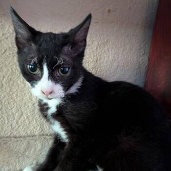 Trixy -  Domestic Short Hair Cat for Adoption in League City, Texas - Trixy | PetCurious